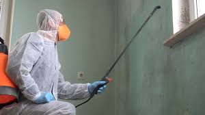 Best Black Mold Removal  in Selden, NY