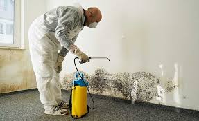  Selden, NY Mold Prevention & Removal Pros